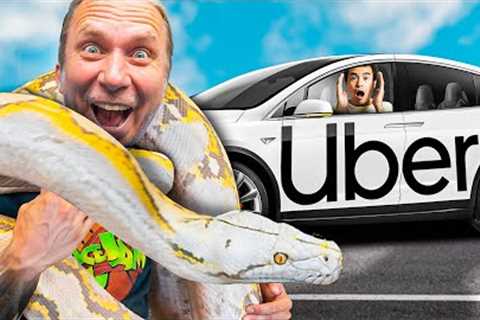 Testing 'Pet Friendly' Ubers With My Giant Snakes!