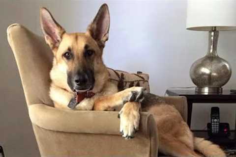 German Shepherds are so funny that you can die of laughter 😁