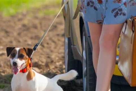 How To Be A Considerate House Guest With Pets