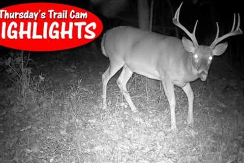 Buck Shows-Off, Bobcat Passes Camera, Turkey Flock, Fox : Thursday's Trail Cam Highlights: 11.9.23