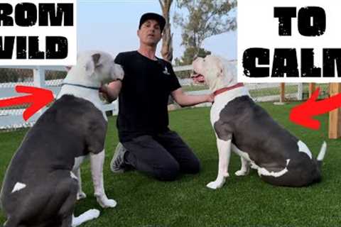 HOW TO CALM DOGS DOWN WITH YOUR ENERGY, TWO AMERICAN BULLDOGS