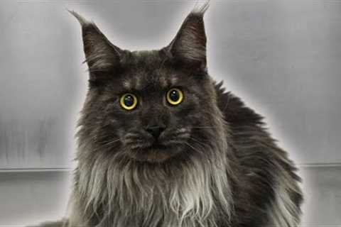 The most gorgeous Maine Coon I've ever seen