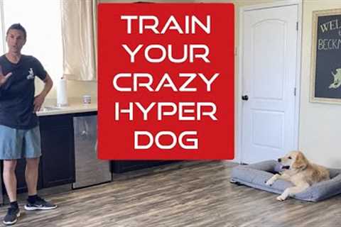 Learn how to manage and train an excitable young dog