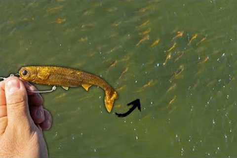 Fishing  *NEW* NLBN Unreleased Lure for Saltwater Monsters!