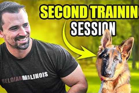 Elevate Your Dog Training with Effective Engagement Strategies