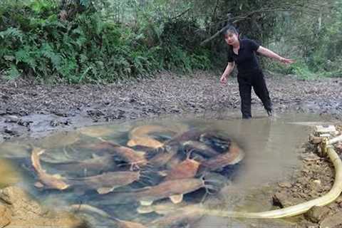 Survival skills Hunting wild fish - Unique fishing - Pump fishing technology - Catch a lot of fish
