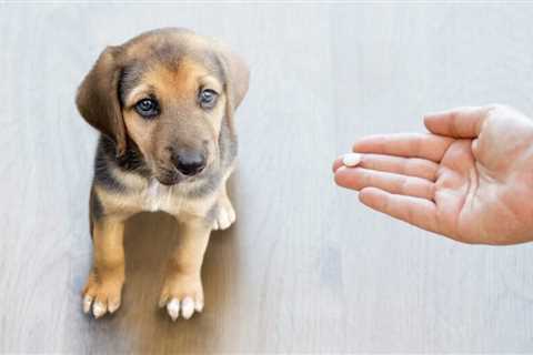 Bark Better: CBD Oil for Dogs and Its Anti-Inflammatory Superpowers