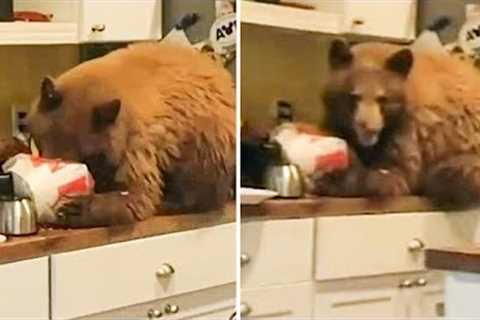 Brown Bear Breaks Into 63-Year-Old Man's House and Does This!