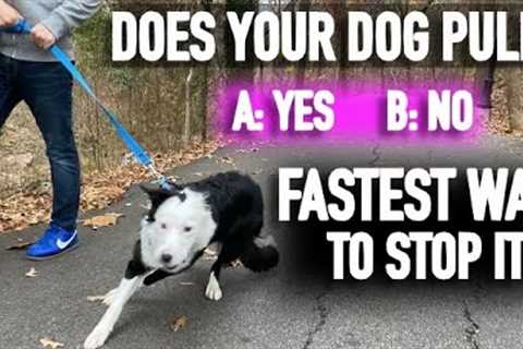 How to Stop Pulling: Don’t Fall for the Leash Training Lie