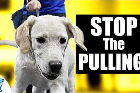 Teaching A Labrador Retriever To Listen Using Leash Respect