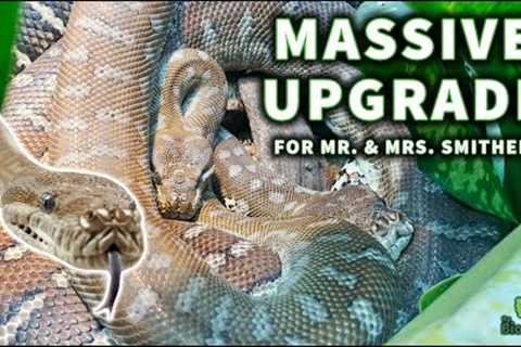 Upgrading our pair of Morelia bredli pythons: The Ultimate Couple's Habitat Makeover