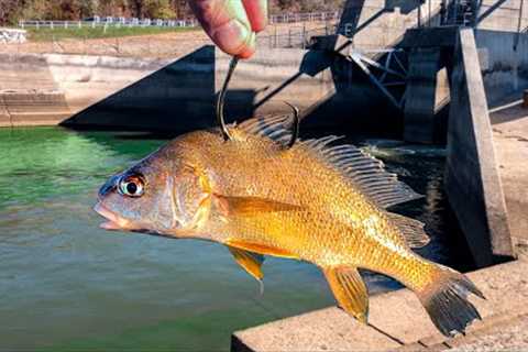 A BIG FISH was Living in the DEPTHS of this SPILLWAY!!! (Surprise Catch!)