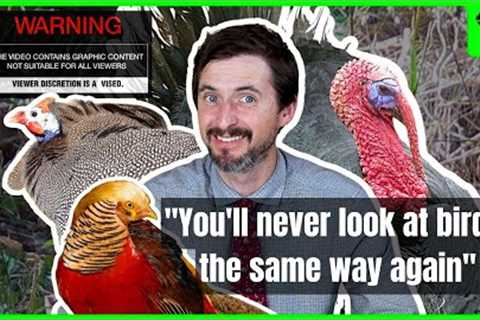 Things You Can't Unlearn About Turkeys and Their SCANDALOUS Cousins!