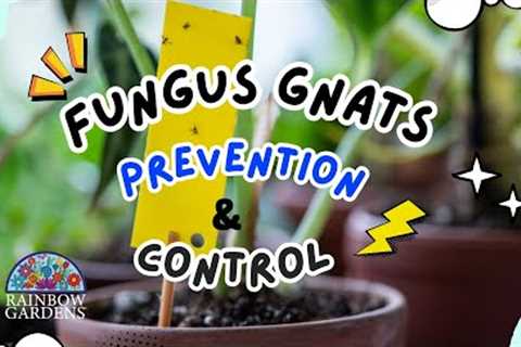 Preventing and Controlling Fungus Gnats