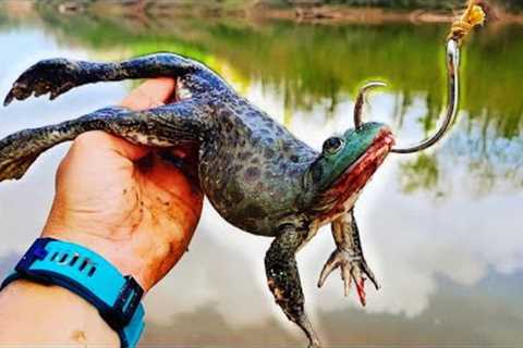 Giant Bullfrogs for Bait Catch Monster Fish