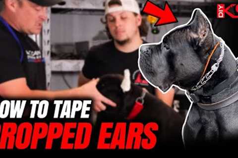 Best Way to Tape Cropped Ears (ALL BREEDS)