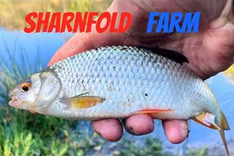 Lake Fishing UK - Sharnfold Farm Fishery Working Hard not to blank
