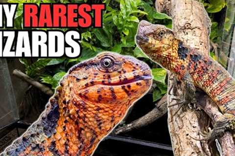 RAREST PET LIZARD UPDATE | DID THEY HAVE BABIES? CHINESE CROCODILE LIZARD (Shinisaurus crocodilurus)