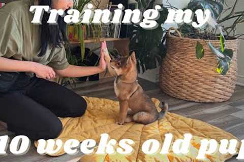 training puppy SHIBA INU | what our day looks like : routines &amp; tricks
