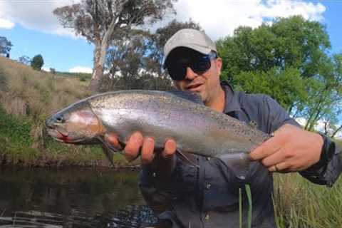 Small creek full of fish