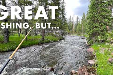 This Creek Has TOO MANY Fish! (Tenkara Fly Fishing)