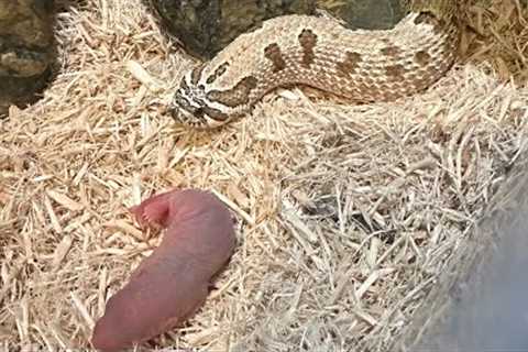Hognose snake collection and live feed (clutch update) + more