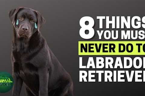 8 Things You Must Never Do to Your Labrador Retriever