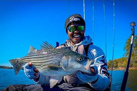 Catch Striped Bass This Fall! Lake Wateree SC