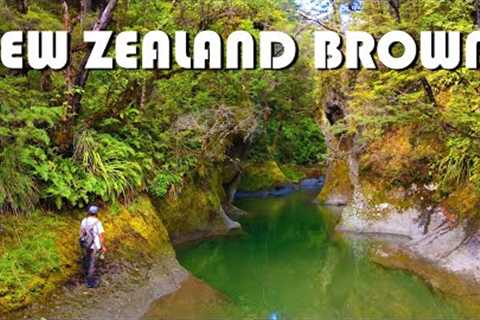 New Zealand Brown Trout - Fly Fishing Gin-Clear Water in STUNNING Beech Forests for Brown Trout