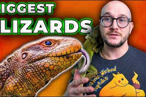 5 HUGE Lizards That Make THE BEST Pets!