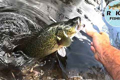 Accidentally Catching Murray Cod While Lure Fishing For Yellowbelly