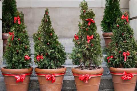 How To Care for a Living Christmas Tree