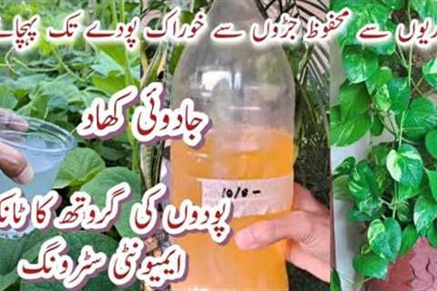 Free Liquid Fertiliser at Home | How to Make Citrus Bio Enzyme for Plants | Healthy Foliage &amp;..