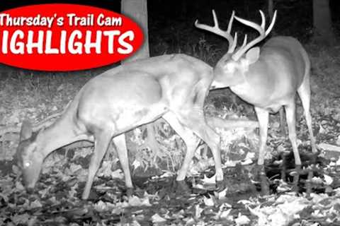 The RUT Sniff Test, Bucks in Water, Fawn Slurps from Mom : Thursday's Trail Cam Highlights: 11.16.23