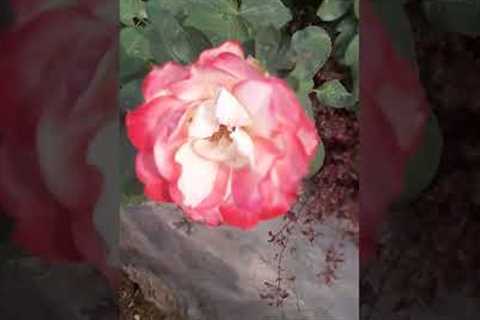 Gardening | Gardening ideas for home | Gardening ideas | Gardening ideas for terrace  #garden #garba