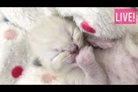 LIVE: Eden and her newborn kittens!