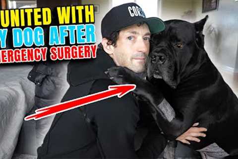 Reunited With My Dog After Emergency Surgery #canecorso #dog