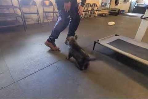 Testing and Selecting German Shepherd Puppies for work