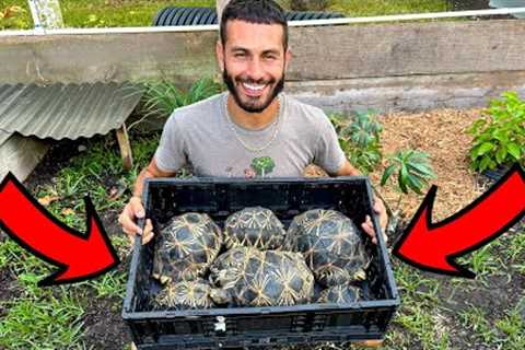 BUILDING NEW HOME FOR RADIATED TORTOISES ON THE RANCH! EPIC