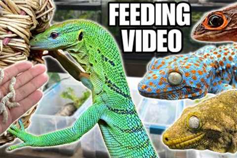FEEDING MY PET REPTILES 50 SILKWORMS! SKINKS, GECKOS, TURTLES AND MORE! SILKWORM FEEDING VIDEO