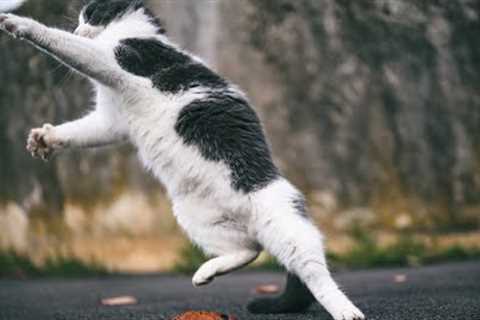 One CAT - 100 Fails | This Video Will Shake You Up
