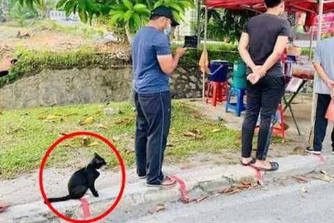 When your cats show their high level of discipline | Funny Cat and Human 😂