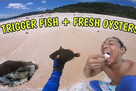 I Cook What I'd Catch Then Eat it All 😂 | Shadrach 702+JB Lure V1 | Island trippings
