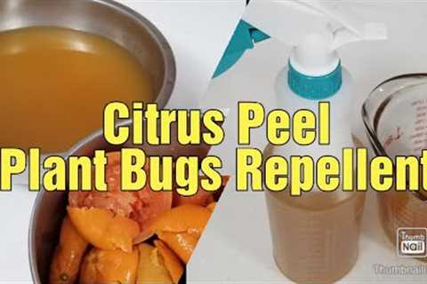 Homemade Ants &amp; Aphids Repellent || Plant Bugs Spray