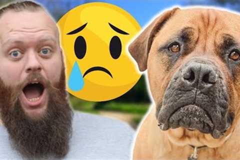 Harmful Things You Do To Your Dog Without Knowing