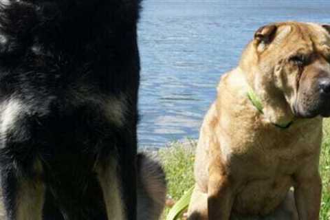 The Natchez Trace Parkway: A Pet Friendly Road Trip