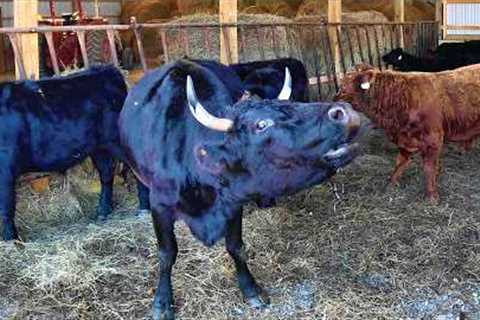 The Cattle's Big Move