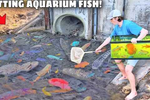 Netting WILD Exotic Fish For My AQUARIUM!