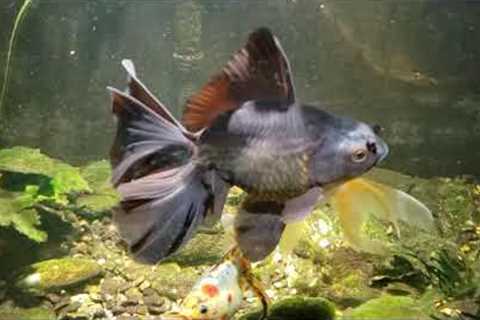 Around The World Update On My Fish Room (11/21/23)