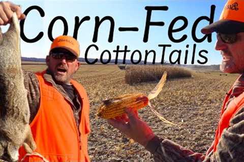 Rabbit Hunting in a massive Corn Field! {Catch Clean Cook}